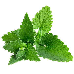 نعنا هندی